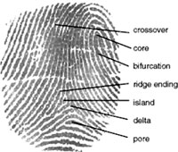 File:Fingerprint.jpg