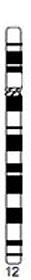 Human idiogram-chromosome 12.jpg