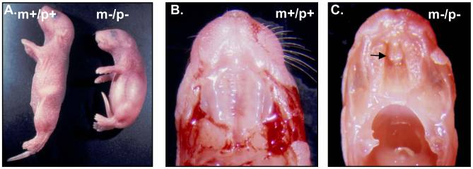 File:File-Cleft palate in newborn mice.jpg
