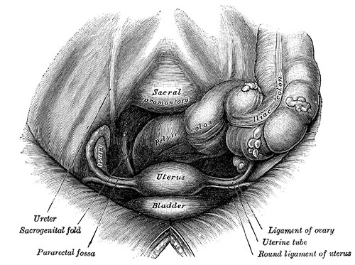File:Uterus anatomical position.jpg
