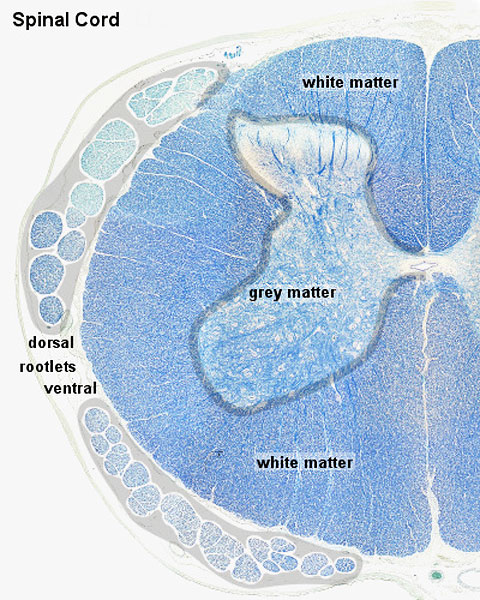 File:Spinal cord histology 01.jpg