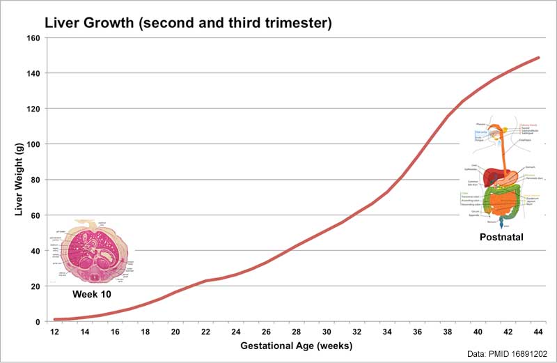 File:Fetal liver weight growth graph.jpg
