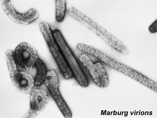 Marburg virus.jpg