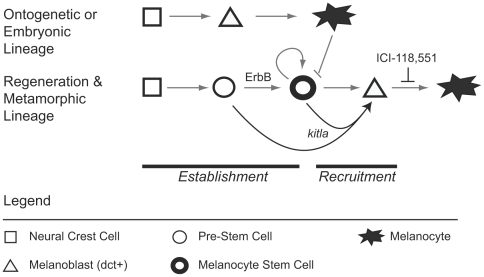 Zebrafish melanocyte development model.jpg