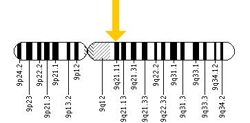File:Location of the frataxin gene on chromosome 9.jpg