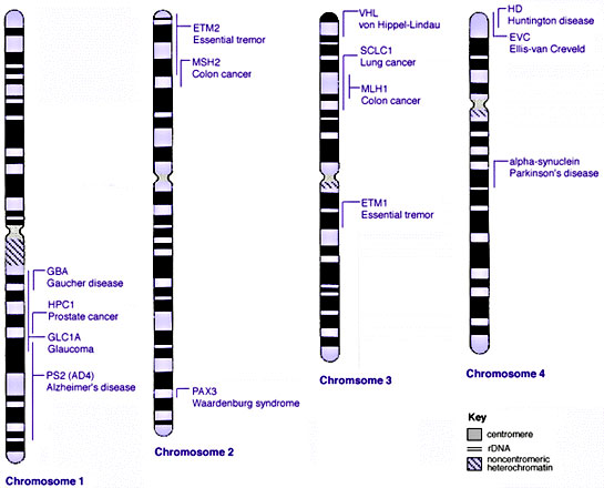File:Human genetics chromosomes 1-4.jpg