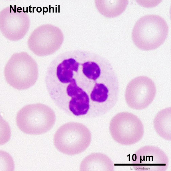 File:Neutrophil 03.jpg