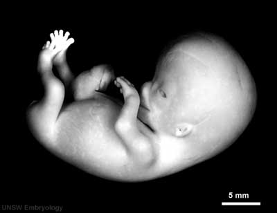 Embryo Week 8