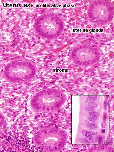 File:Uterine gland proliferative phase.jpg