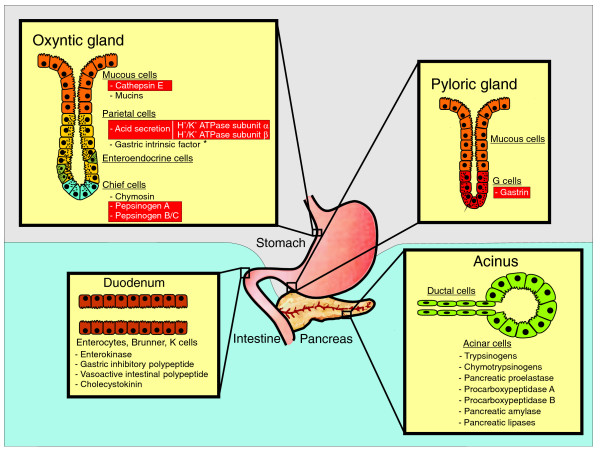 File:Eutherian gastrointestinal system.jpg