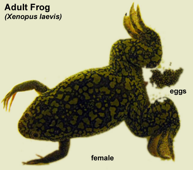 File:Frog - xenopus laevis.jpg