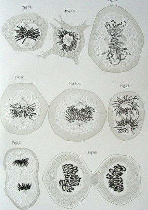 Historic 1882 mitosis drawing.jpg