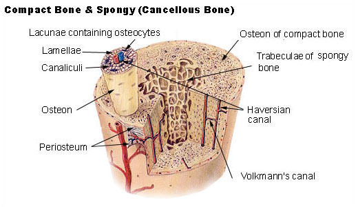 File:Bone structure cartoon.jpg