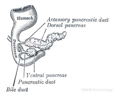 Pancreatic duct developing.jpg