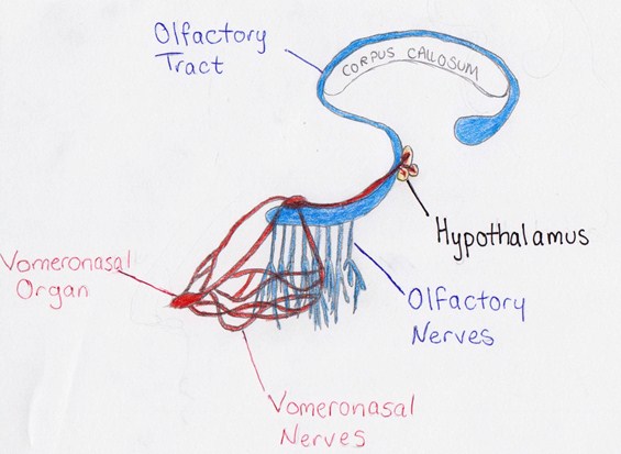 File:Vomeronasal Organ position.jpg