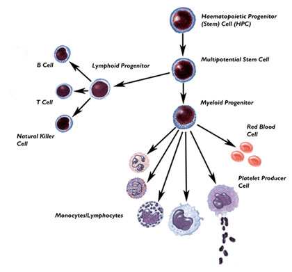 File:Blood stem cell.jpg