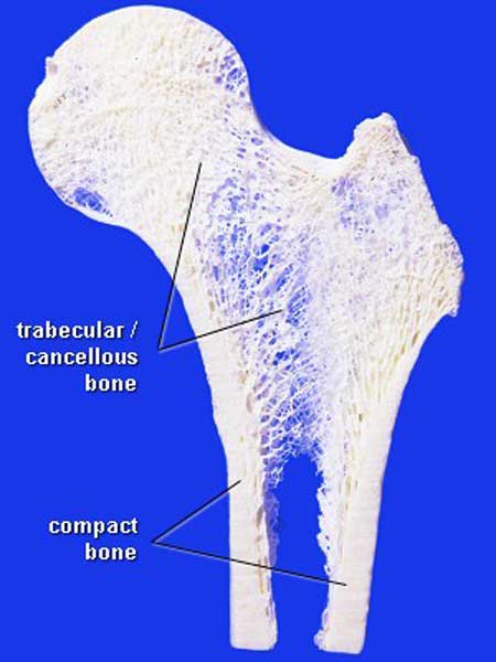 File:Bone-structure.jpg