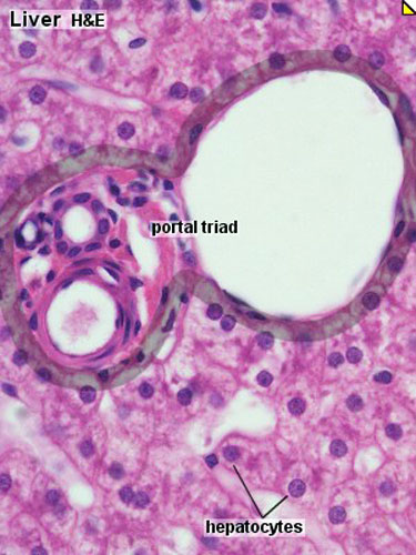 File:Liver histology 003.jpg