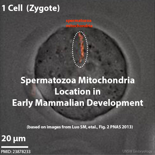 File:Mouse spermatozoa mito movie icon.jpg