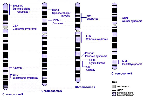 File:Human genetics chromosomes 5-8.jpg