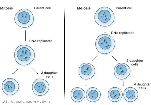 File:Mitosis meiosis1.jpg