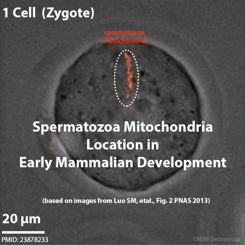 File:Spermatozoa mitochondria PMID23878233.gif