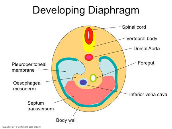 Diaphragm components.jpg
