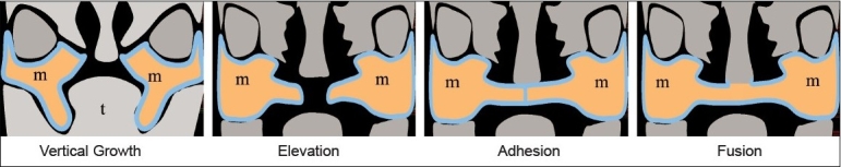File:Normal palate shelf and key stages of mouse palatal development.jpg