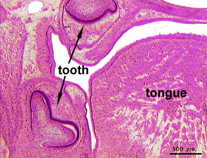 File:Rat-neonatal teeth.jpg