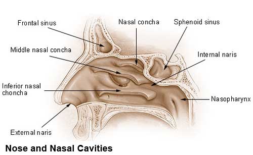 File:Nasal cavities.jpg