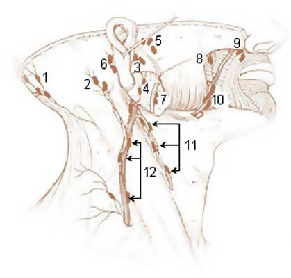 File:Lymph nodes head neck superficial.jpg