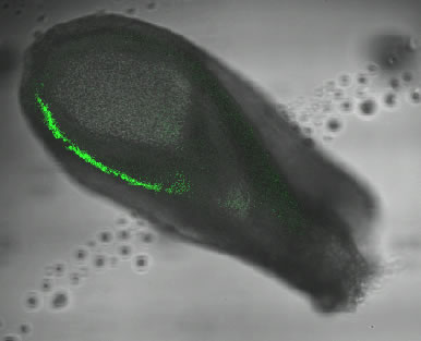 Brachyury expression in 7.5dpc CD1 mouse embryos.jpg
