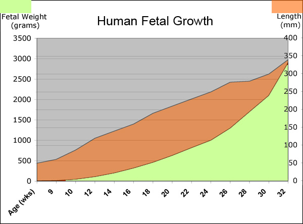 Pregnancy Baby Growth Chart