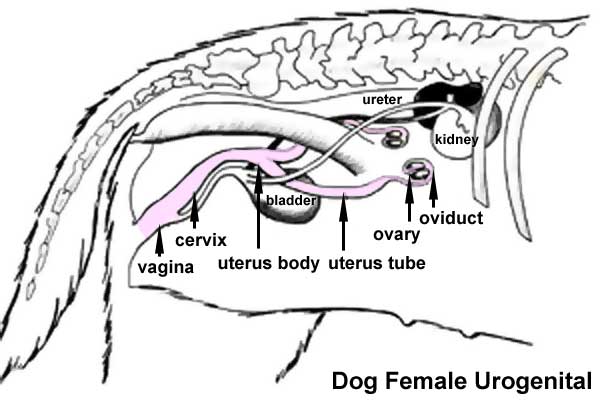 File:Dog- female urogenital cartoon.jpg