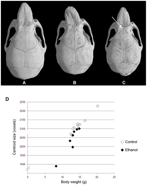 File:Mouse maternal ethanol skull effects.png