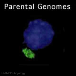 File:Parental genome mix 01 icon.jpg