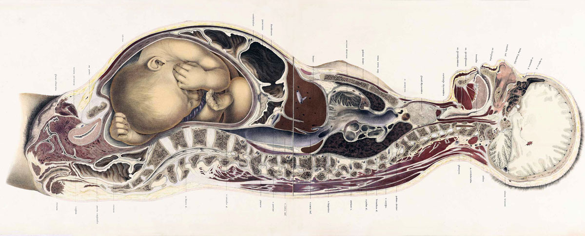 Fallopian Tube Histology. Fallopian tube (uterine