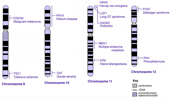 Human genetics chromosomes 9-12.jpg