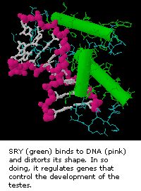 File:SRY and DNA.jpg