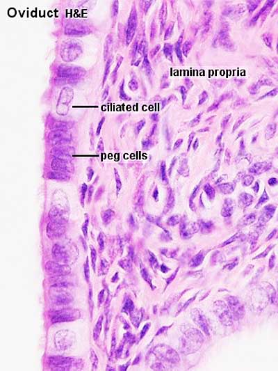 File:Uterine tube histology 03.jpg
