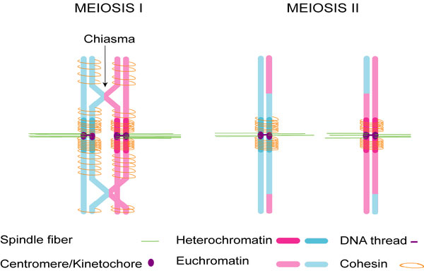 File:Chromosome connections in meiosis.jpg