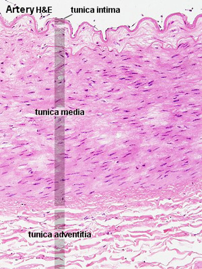 File:Artery histology 01.jpg