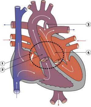 Major Vessels Of The Heart