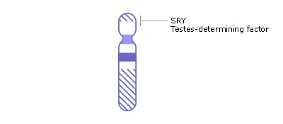 File:Human Y chromosome.jpg