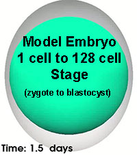File:Model embryo to 128 cell stage icon.jpg