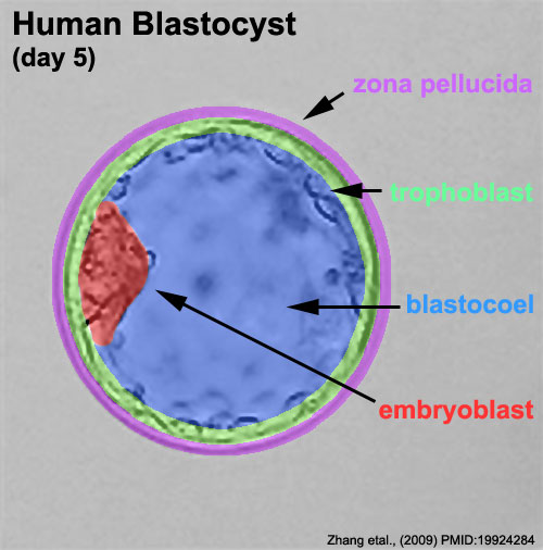 File:Human embryo day 5 label2.jpg