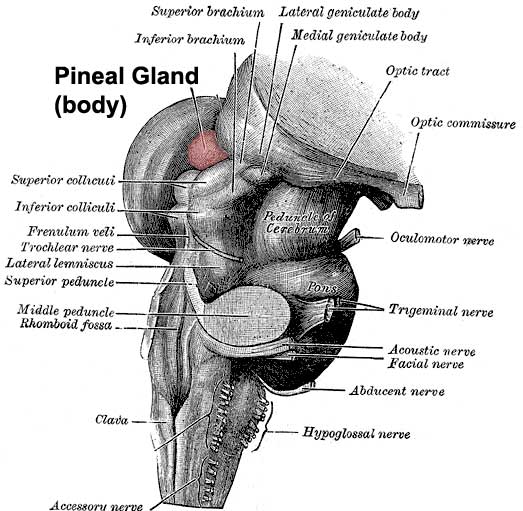 File:Pineal gland position.jpg