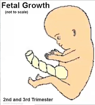 File:Fetal growth icon.jpg