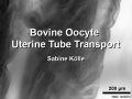 Bovine uterine tube oocyte transport 1.jpg