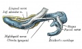 Embryo 24 mm (inner aspect, about Carnegie stage 22)